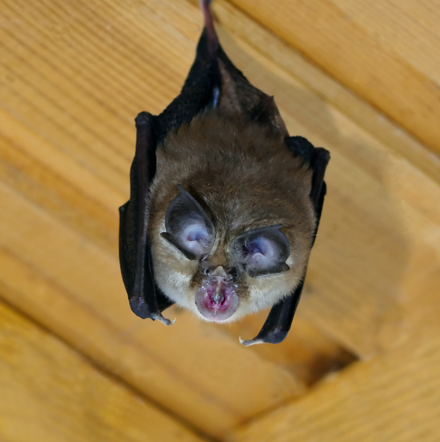 Bat